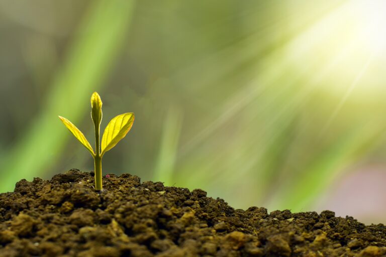 a sprout coming out of the dirt